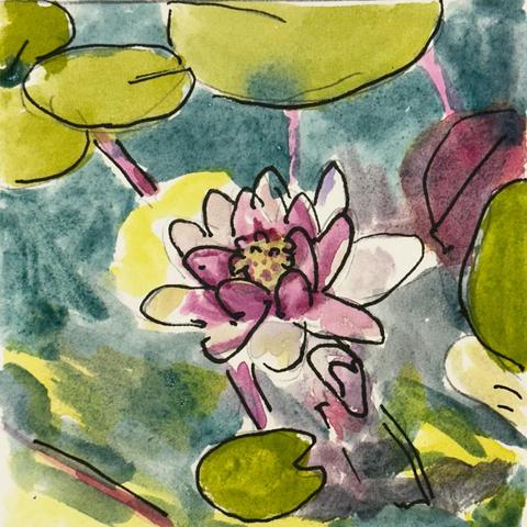 Watercolour of a pink and white water illy and some pads floating on a green watery surface.