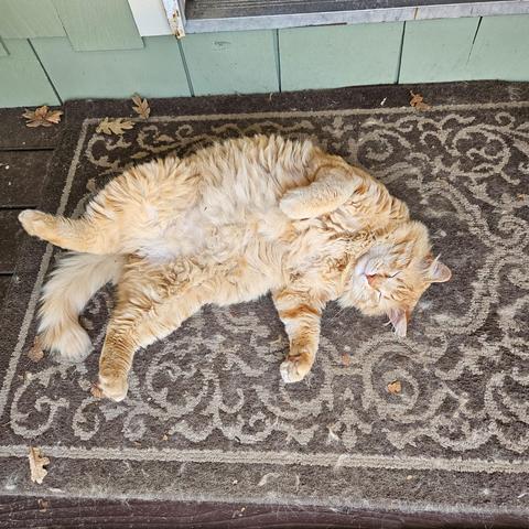 Oberon is a fluffy orange tabby with a white chin. He lies belly-up, back legs splayed, eyes closed. He lies on a brown doormat with a pale brown curlicue pattern.