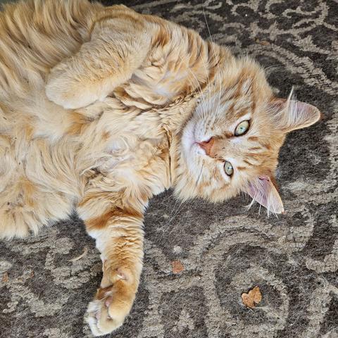 Oberon is a fluffy orange tabby with a white chin and yellow eyes. We see his head and front legs as he lies belly up on a brown doormat with a pale brown curlicue pattern.