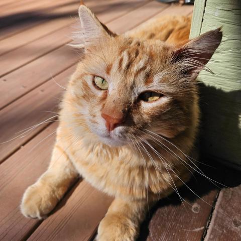 Oberon is a fluffy orange tabby with a white chin and yellow eyes. He lies upright in bright, slanting afternoon sunlight on the wood planks of a porch.