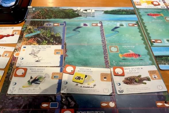 A photo of the board game "Finspan", a fish version of Wingspan, a little simpler though.