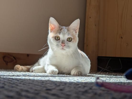 Small white cat with buff spots and buff ears looking at the camera while lying on the ground level with the camera. She is sitting in a sunspot and is a backlit, which highlights her whiskers. Her pupils are small slits, and her eyes are gold and green.