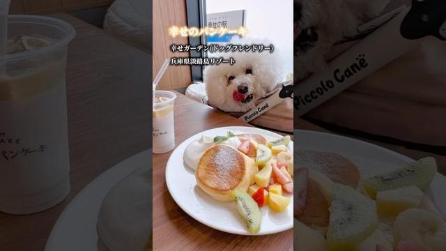 【犬同伴可カフェ】幸せのパンケーキ/幸せガーデン #ビションフリーゼ #bichonfrise #モフモフ #パンケーキ #カフェ #スイーツ