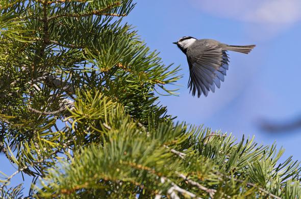 A small bird with white cheeks and a black-capped head flies toward a pine tree, its wings outstretched downward