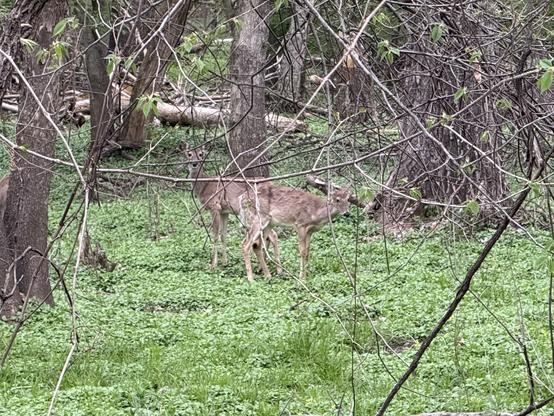 Two deer in the woods.