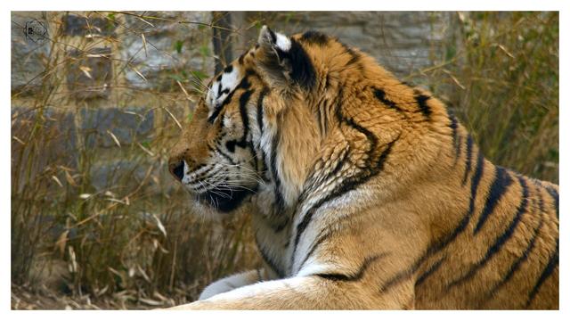 tiger relaxing