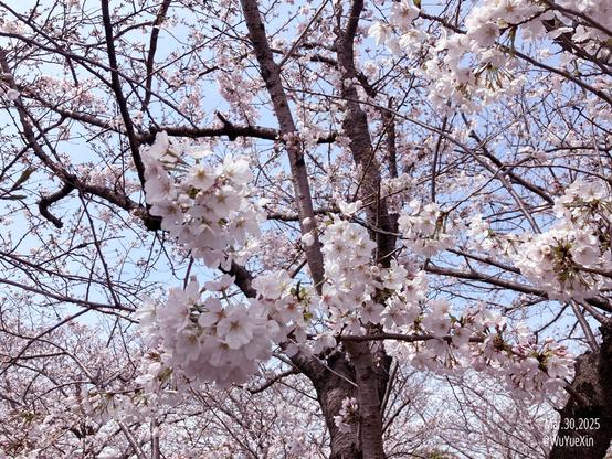 A photo of cherry blossoms taken in Japan on a sunny day.