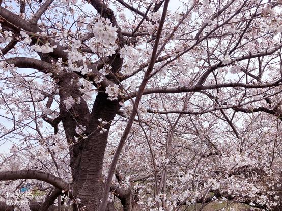 A photo of cherry blossoms taken in Japan on a sunny day.