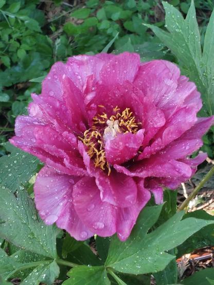 A deep rose pink double tree peony with golden stamens and purple flares deep in the center. The bloom is wet and is surrounded by middle green dissected tree peony foliage