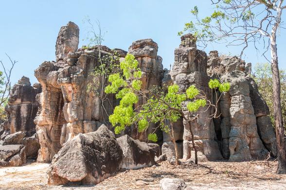 A group of isolated sandstone rocks looking a bit like abandoned buildings. In front of them a small tree with bright green foliage is growing, in contrast with other rather drab trees nearby.