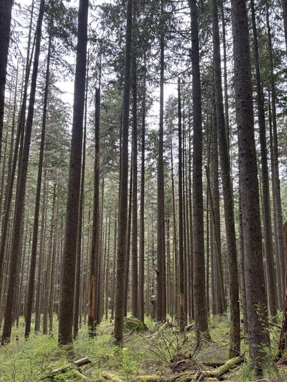 Second growth trees, mostly Douglas Fir in a forest.