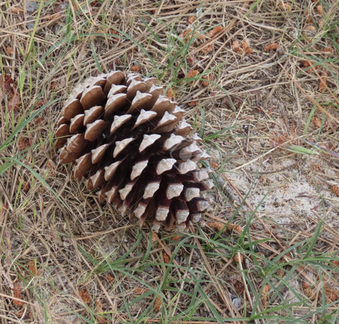 a brown pine cone on the ground, with some pine needles and grass