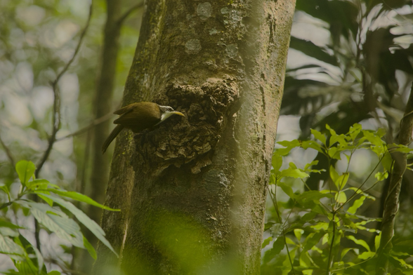 Indian Scimitar Babbler sitting on the trunk of a tree which is surrounded by various species of trees.