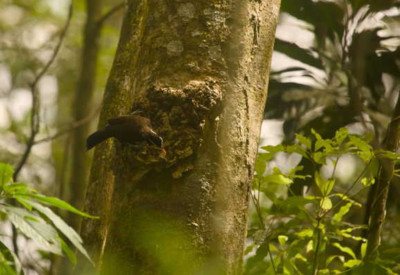 An Indian Scimitar Babbler pulling up insects from the trunk of a tree. Background has various species of trees surrounding the tree in which Babbler is sitting.