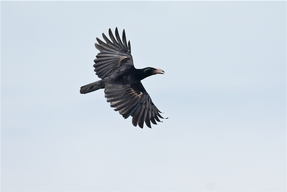 Corvus woodfordi (known as white-billed crow) sailing through the air.