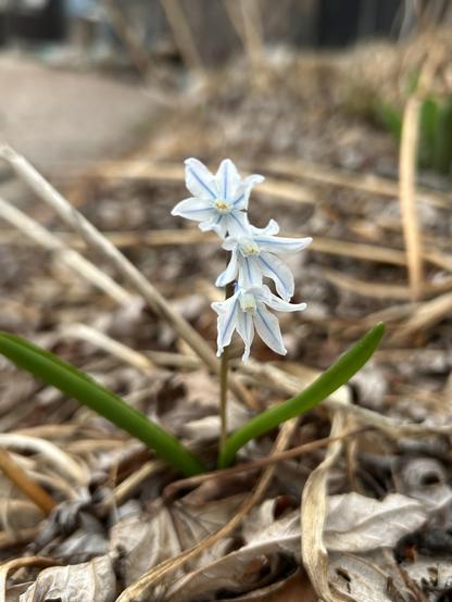 Three tiny star shaped flowers growing close to the ground, in a little column. They are white with delicate blue lines bisecting the center of each petal. The center of each flower has a little spot of yellow. They are also called squill.