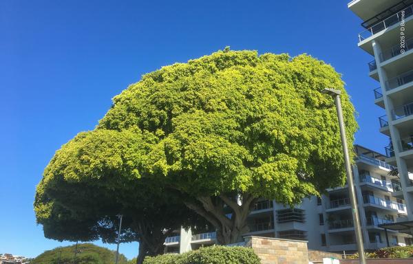 A very large, imposing, almost hemispherical crowned fig tree, with dense, bright green foliage and a large trunk. It's growing in the gardens of apartments adjoining the riverwalk along the Brisbane river.
