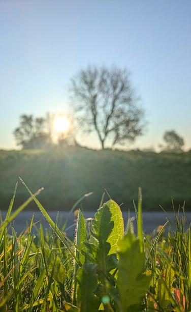 niedrige Sonne am wolkenlosen Himmel strahlt durch Bäume und beleuchtet Gras und grüne Blätter.
Die Haare auf der Rückseite eines Blattes sind leuchtend weiß