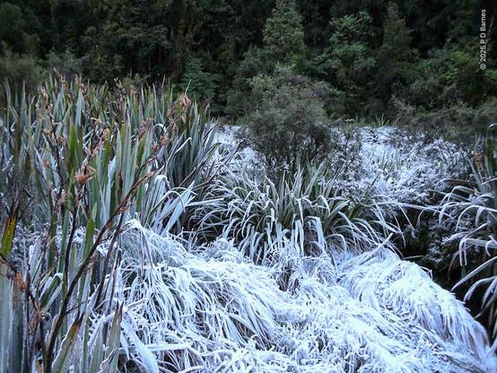 Grasses and rushes along the banks of a creek are coated in hoar frost and ice, and frozen into waving patterns as though underwater. Further back from the bank are trees and grasses not touched by frost.