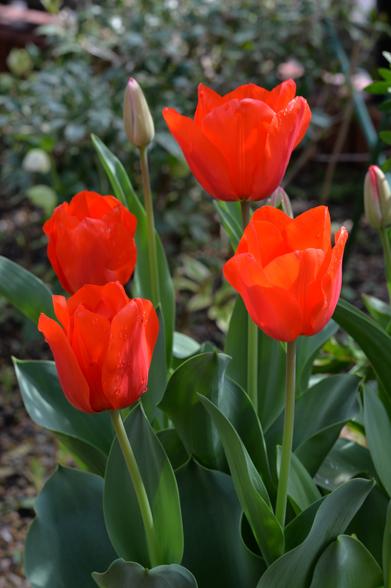 A cluster of vibrant red tulips with green leaves, set against a blurred garden background. One tulip is still in bud form.