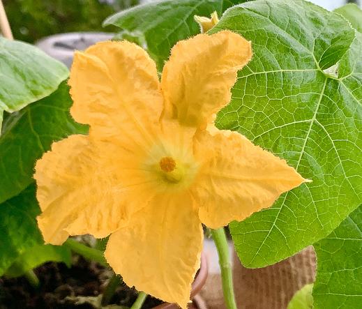 Eine Kürbisblüte bei den Jungpflanzen, die schon frühzeitig blühen wollte. Goldgelbe Blüte mit fünf Blütenblättern.