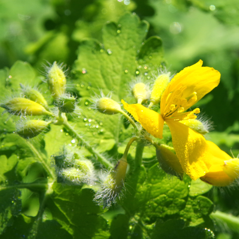 Gelbe Blüte mit behaarten Blättern.