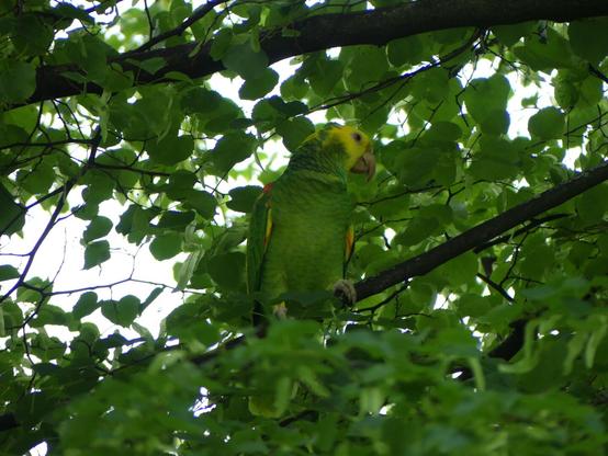 A Yellow-headed Amazon parrot perched on a tree branch, surrounded by green leaves. The bird looks alert, its bright yellow and green feathers standing out against the natural background.