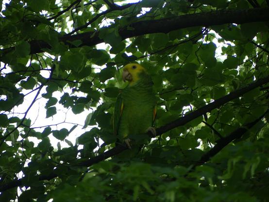 A Yellow-headed Amazon parrot perched on a tree branch, surrounded by green leaves. The bird looks alert, its bright yellow and green feathers standing out against the natural background.