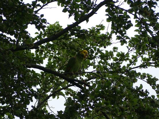 A Yellow-headed Amazon parrot perched on a tree branch, surrounded by green leaves. The bird looks alert, its bright yellow and green feathers standing out against the natural background.