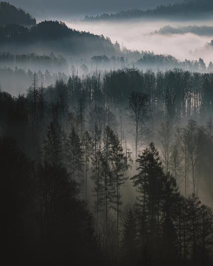 Morgennebel in der Sächsischen Schweiz