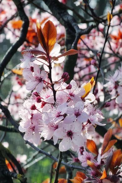 A close-up shot shows a cluster of delicate, light pink and white cherry plum tree blossoms with dark centers on a branch. Some reddish-brown leaves are visible amongst the flowers, and blurred branches with more blossoms are in the background