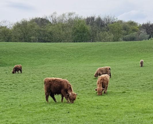 Five young bulls grazing in a field.