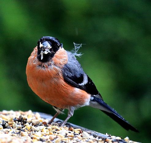A male Bullfinch on a feeder tray. It is raining but this does not worry the Bullinch too much 🙂 🌧️