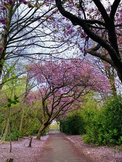 Cherry blossom trees act as a canopy above a path. The path is straight. There are green bushes and trees on either side of the path.
