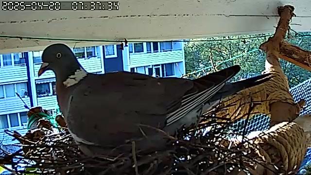 Die Ringeltaube Gurrsula auf ihrem Nest guckt aufmerksam in die Webcam.