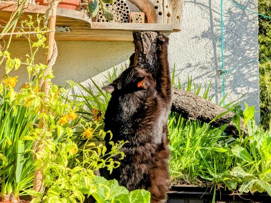Die schwarze Katze Neera macht Morgengymnastik an einem Ast unter der Bienensiedlung.