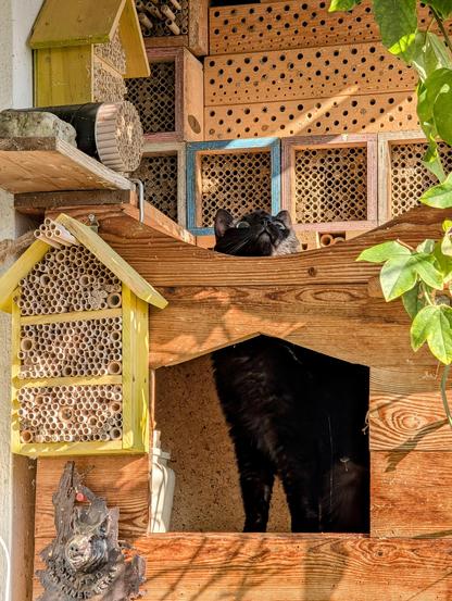 Katze Neera steht im "Obergeschoß" vom Katzenturm und guckt durch die Öffnung zum "Flachdach" hinauf zur brütenden Taube.
