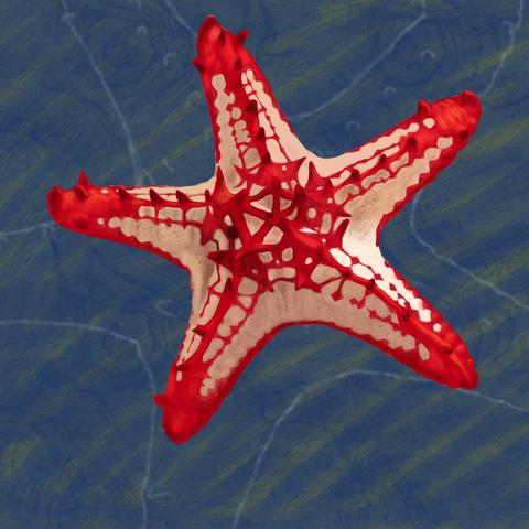 Drawing of a red knobbed starfish on a dark blue textured background.