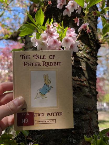 Holding the tiny book "The Tale of Peter Rabbit" by Beatrix Potter in front of a blossoming tree