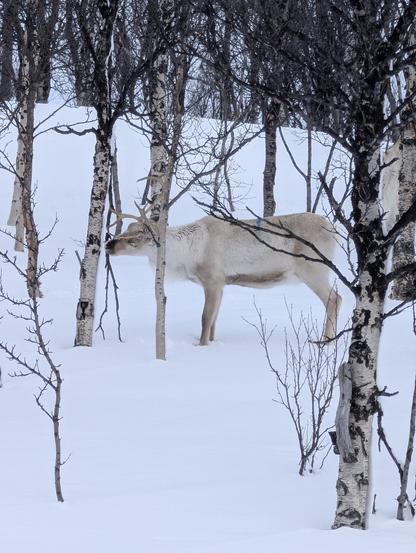 Reindeer eating a tree on the snow