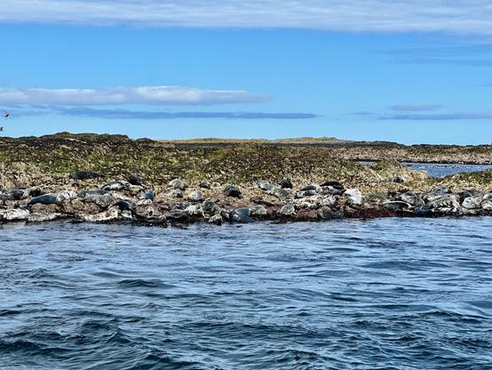 The image depicts a rocky shoreline populated with a large group of seals lounging on the rocks. The seals are mostly dark gray with some lighter variations. The background features a calm blue sea and a clear sky with a few clouds. The rocky terrain is covered with patches of green moss or seaweed, adding a natural texture to the scene.