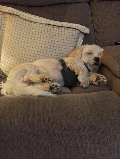Wilber sleeping on the couch, pillow behind his head, paws facing out