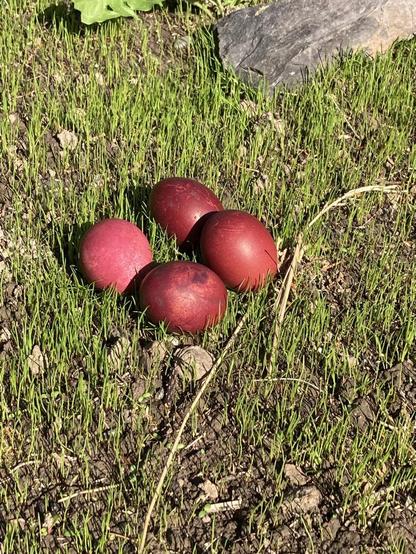 In gerade aufgeganger Grassaat liegen 4 mit Krappwurzel gefärbte Eier im Sonnenschein. Die zusammenliegenden Eier bilden ein Quadrat und das Ei links war ursprünglich weiß, darum ist es mehr rosa während die ehemals braunen Eier warm dunkelrot sind.