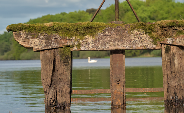 Un cygne qui nage sur des eaux calmes et qui apparaît au loin, avec un flou de distance, derrière une bonde d'étang. La bonde est vieille, en bois et en métal usés et en partie recouvert de mousses et de lichens.