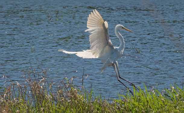Une grande aigrette (oiseau échassier comme un heron mais en tout blanc et un peu plus fin) qui atterrit sur la berge d'un étang. Les ailes de l'oiseau sont dépliées et son cou forme un s, le tout souligné par la lumière du soleil.