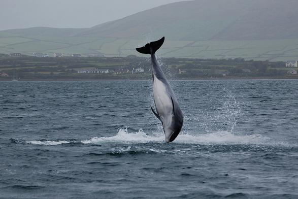 Fungie leaping in the air.