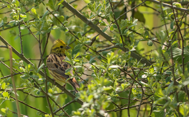 Un bruant jaune (petit passereau avec un plumage jaune, avec du chamois et gris sur les ailes et des petites marques grises sur la tête.) dans un arbuste. Il est presque perdu dans les feuilles toutes fraîches du printemps.
