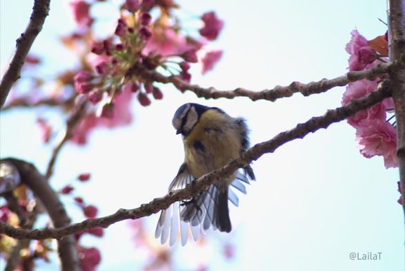 Eine Blaumeise sitzt mit ausgestrecktem Flügel auf dem Zweig eines blühenden japanischen Kirschblütenbaums. Die Federn des Flügels sind durchscheinend vor dem hellen Hintergrund.