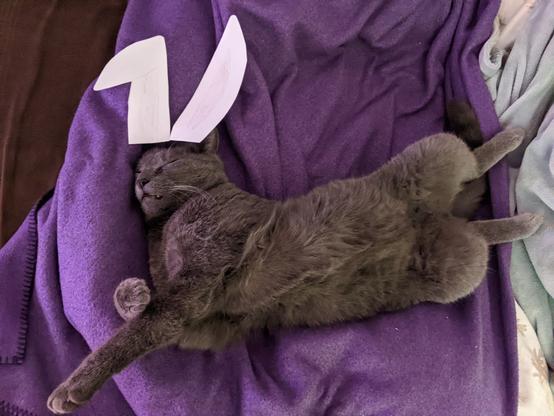 Auf dem Rücken liegender, schlafender Kater, mit zwei Hasenohren aus Papier dekoriert