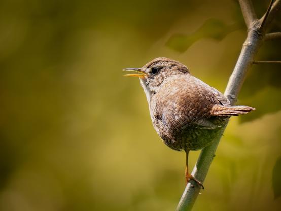 𝗣𝗶𝗰𝘁𝘂𝗿𝗲 𝗗𝗲𝘀𝗰𝗿𝗶𝗽𝘁𝗶𝗼𝗻 (𝗘𝗻𝗴): A Eurasian Wren is seen clinging tightly with its tiny legs to a very sloping, almost vertical branch. Its back is visible, but its head is turned to the left, and we can see it is singing. The background is a blurred green because the image was taken in an urban park.

𝗗𝗲𝘀𝗰𝗿𝗶𝗽𝗰𝗶𝗼́𝗻 (𝗘𝘀𝗽): Se ve a un Chochín Paleártico sujetándose enérgicamente con sus patitas a una rama muy inclinada, casi vertical. Se le ve de espaldas, pero vuelve la cabeza hacia la izquierda y podemos apreciar que está cantando. El fondo es un verde desenfocado, porque la imagen fue tomada en un parque urbano.